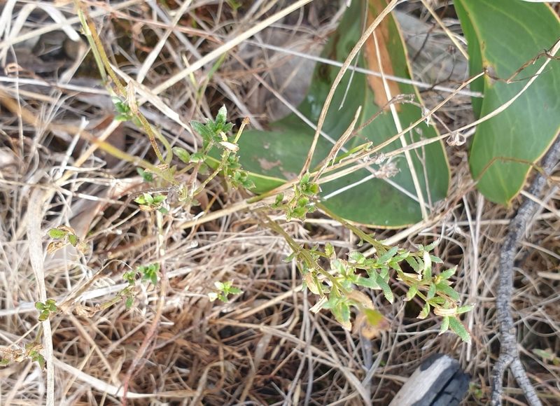 Gonocarpus tetragynus, photographed by Rosalie Lawrence