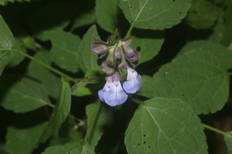 Salvia compsostachys, photographed by Juan Cruzado Cortés