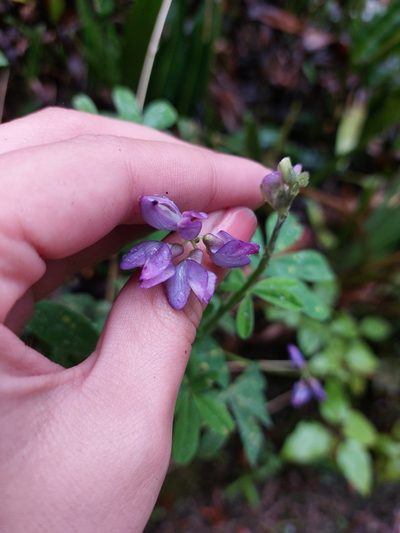 Lupinus clarkei, photographed by Michelle Monge-Velazquez