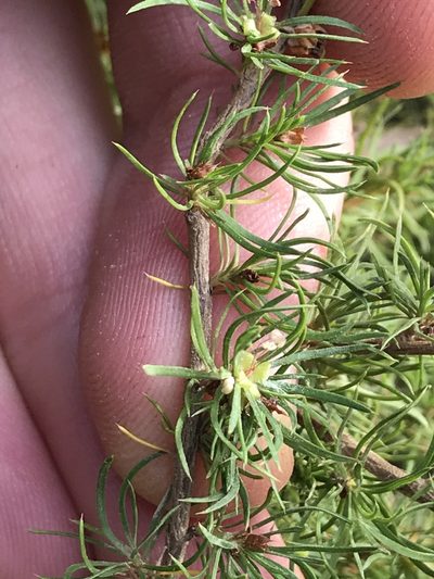 Cliffortia paucistaminea, photographed by Ren Hoekstra