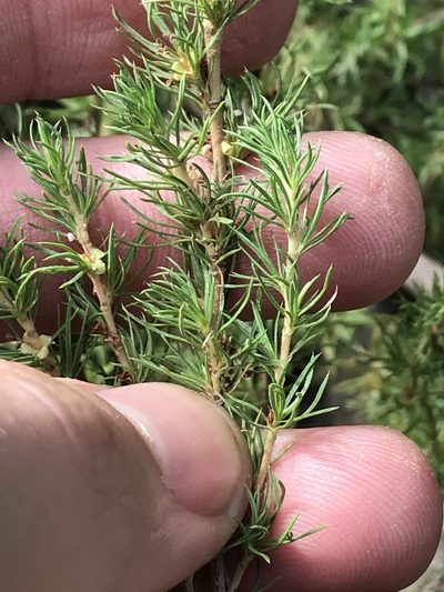 Cliffortia paucistaminea, photographed by Ren Hoekstra