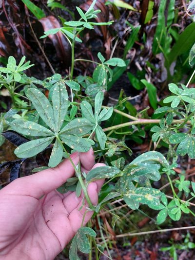 Lupinus clarkei, photographed by Michelle Monge-Velazquez