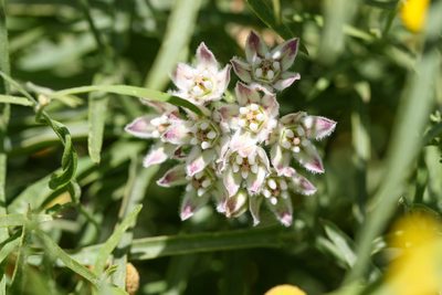Funastrum heterophyllum, photographed by Andrew Meeds
