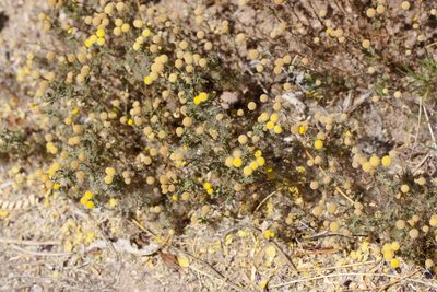 Oncosiphon pilulifer, photographed by Andrew Meeds