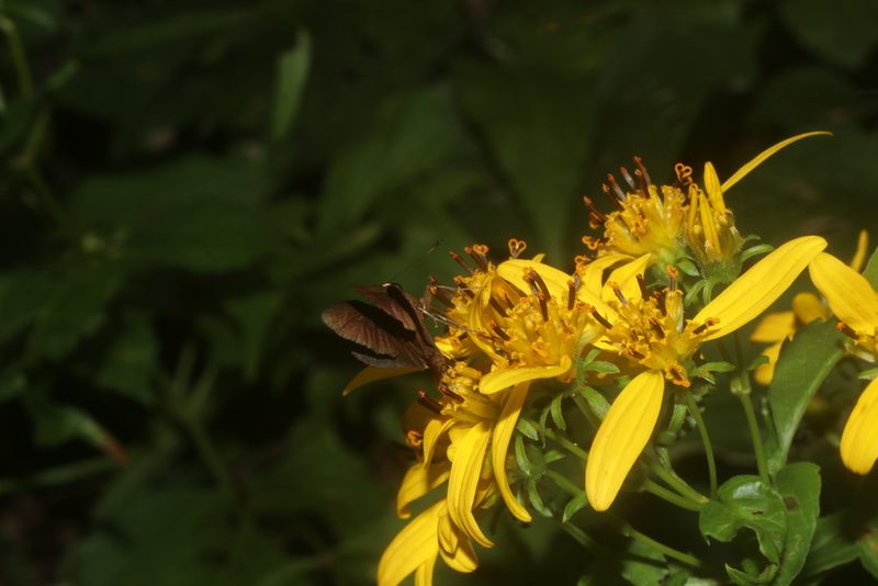 Bidens reptans, photographed by Juan Cruzado Cortés