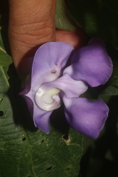 Sigmoidotropis speciosa, photographed by Juan Cruzado Cortés