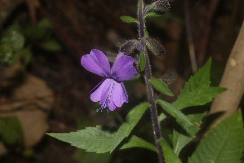 Bonplandia geminiflora, photographed by Juan Cruzado Cortés