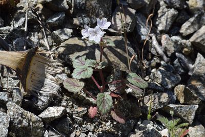 Phacelia longipes, photographed by velodrome