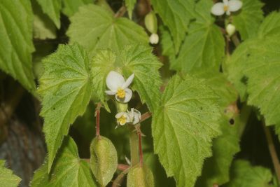 Begonia wallichiana, photographed by Juan Cruzado Cortés