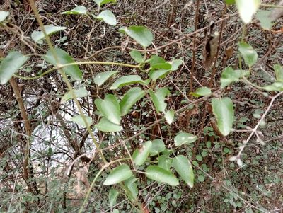 Clematis foetida, photographed by John Barkla