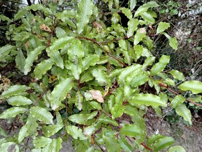 Myrsine australis, photographed by John Barkla