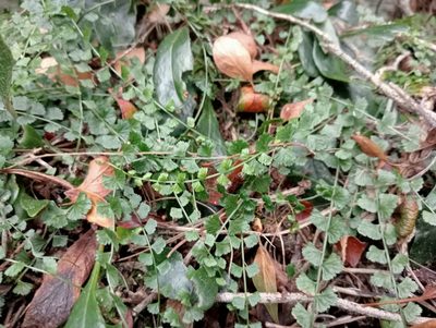Asplenium flabellifolium, photographed by John Barkla