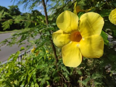 Allamanda cathartica, photographed by Augustin Soulard
