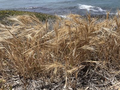 Bromus diandrus, photographed by laiet17