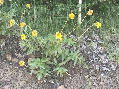 Balsamorhiza macrophylla, photographed by Robbie Hannawacker