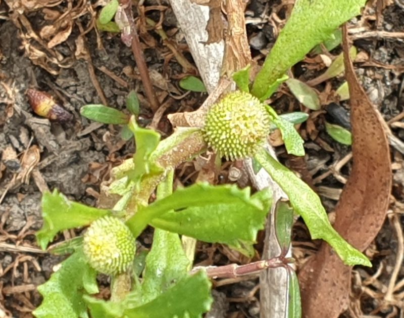 Centipeda cunninghamii, photographed by Rosalie Lawrence