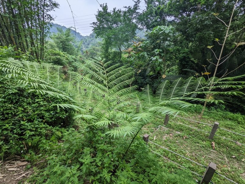 Pteris wallichiana, photographed by Chen Jia Hong