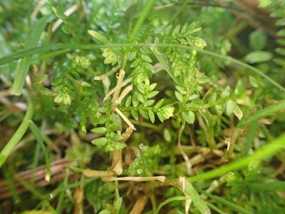 Selaginella kraussiana, photographed by William Brockelsby