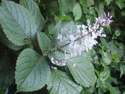 Plectranthus ciliatus, photographed by William Brockelsby