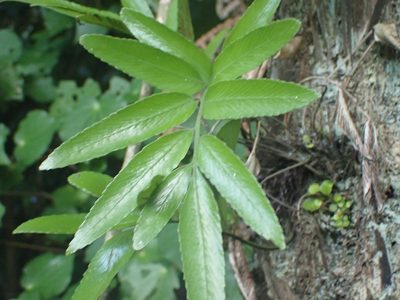 Asplenium oblongifolium, photographed by William Brockelsby