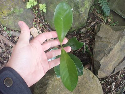 Corynocarpus laevigatus, photographed by William Brockelsby