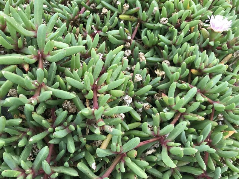 Disphyma australe, photographed by Emma Burns