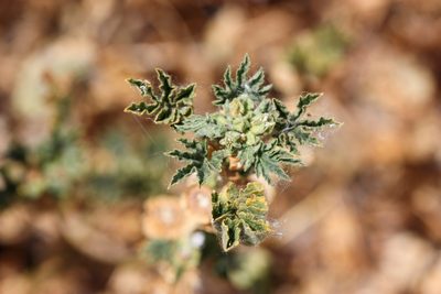 Malva parviflora, photographed by Andrew Meeds
