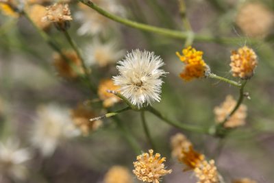Bebbia juncea, photographed by Andrew Meeds
