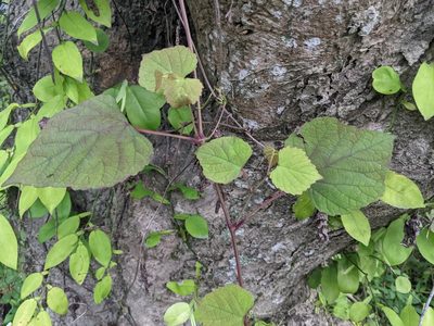 Ampelopsis glandulosa, photographed by Chen Jia Hong