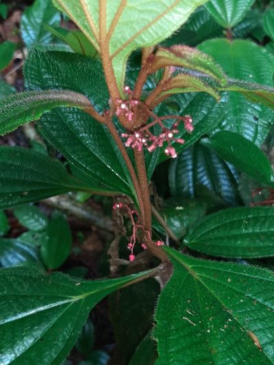 Miconia quinquenervia, photographed by chelina batista