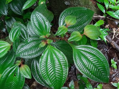 Miconia quinquenervia, photographed by chelina batista