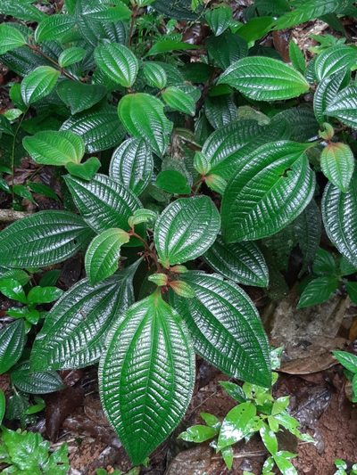 Miconia quinquenervia, photographed by chelina batista