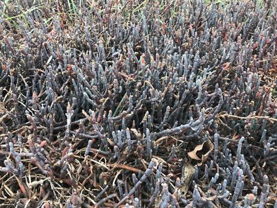Salicornia quinqueflora, photographed by Emma Burns