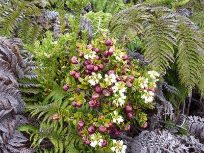 Gaultheria racemulosa, photographed by Patricio Novoa