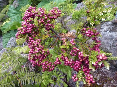 Gaultheria racemulosa, photographed by Patricio Novoa