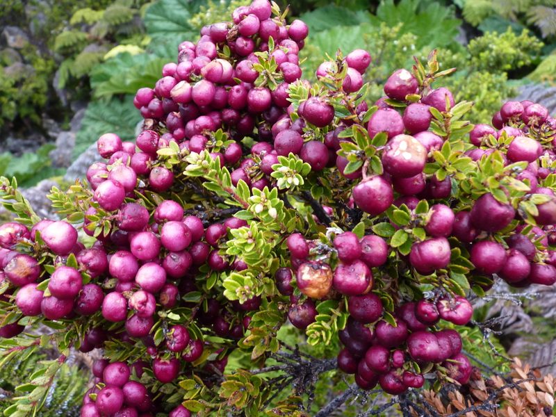 Gaultheria racemulosa, photographed by Patricio Novoa