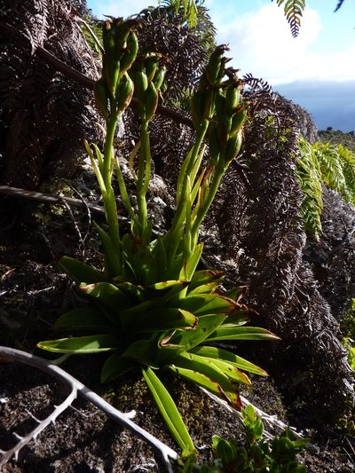 Gavilea insularis, photographed by Patricio Novoa