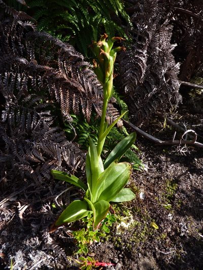 Gavilea insularis, photographed by Patricio Novoa