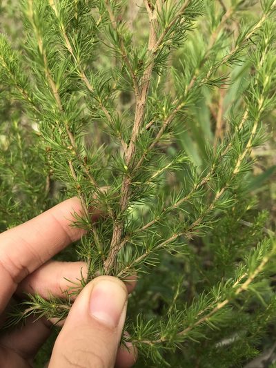 Cliffortia paucistaminea, photographed by Ren Hoekstra