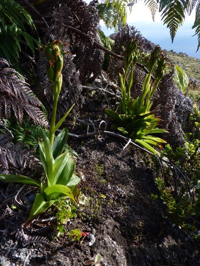 Gavilea insularis, photographed by Patricio Novoa