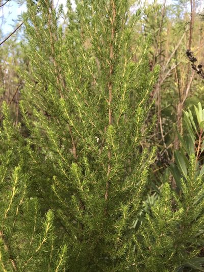 Cliffortia paucistaminea, photographed by Ren Hoekstra