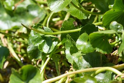 Hydrocotyle ranunculoides, photographed by Andrew Meeds
