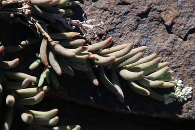 Mesembryanthemum grossum, photographed by Tony Rebelo