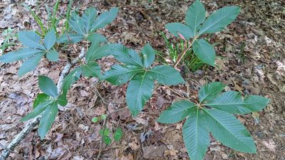 Aesculus pavia, photographed by Joseph Aubert