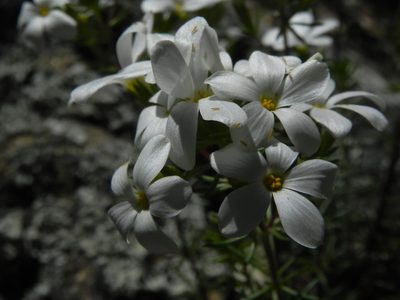 Leptosiphon floribundus, photographed by James C. Davis