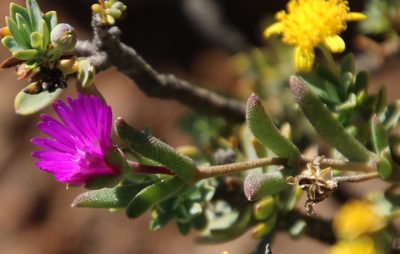 Trichodiadema pomeridianum, photographed by Tony Rebelo