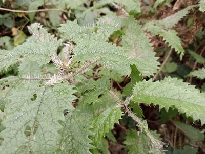 Urtica ferox, photographed by John Barkla