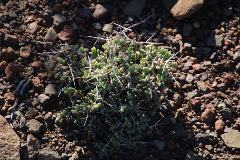 Ruschia spinosa, photographed by Tony Rebelo