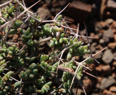 Ruschia spinosa, photographed by Tony Rebelo