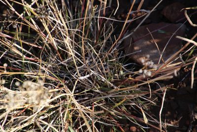 Eragrostis obtusa, photographed by Tony Rebelo